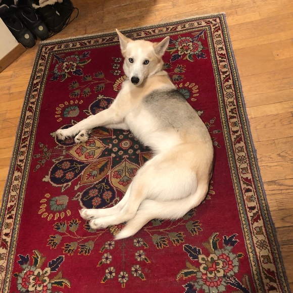 Meet your Posher, Posh - Picture 3 of 9